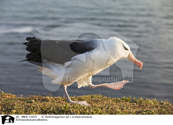 Schwarzbrauenalbatros / black-browed albatross / MBS-13407