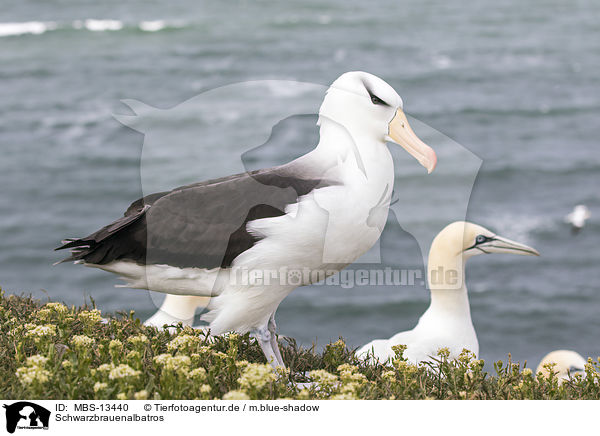 Schwarzbrauenalbatros / black-browed albatross / MBS-13440