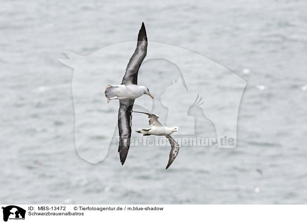 Schwarzbrauenalbatros / black-browed albatross / MBS-13472