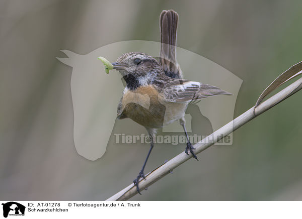 Schwarzkehlchen / Common Stonechat / AT-01278