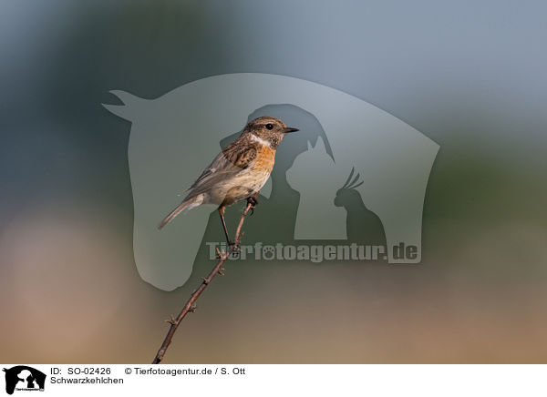 Schwarzkehlchen / common stonechat / SO-02426