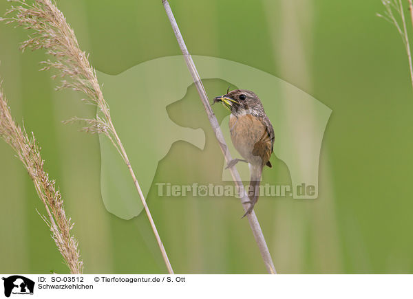 Schwarzkehlchen / stonechat / SO-03512