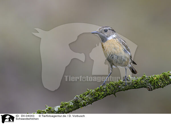 Schwarzkehlchen / common stonechat / DV-04043