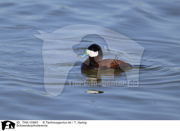 Schwarzkopfruderente / ruddy duck / THA-10965