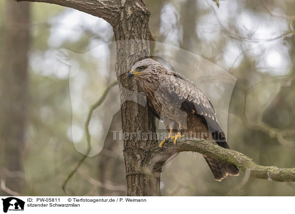 sitzender Schwarzmilan / sitting Black Kite / PW-05811