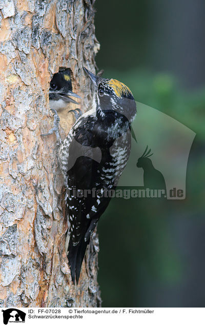 Schwarzrckenspechte / Arctic woodpeckers / FF-07028