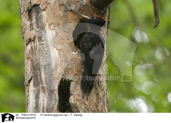 Schwarzspecht / black woodpecker / THA-01870