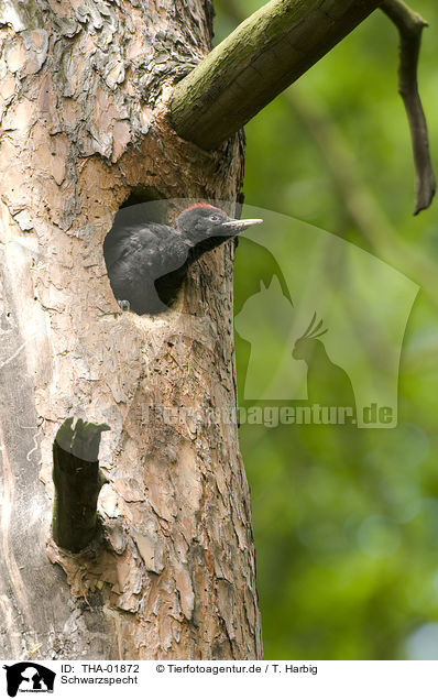Schwarzspecht / black woodpecker / THA-01872