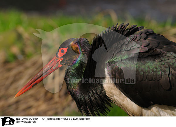 Schwarzstorch / black stork / DMS-02659