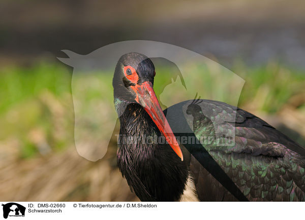 Schwarzstorch / black stork / DMS-02660