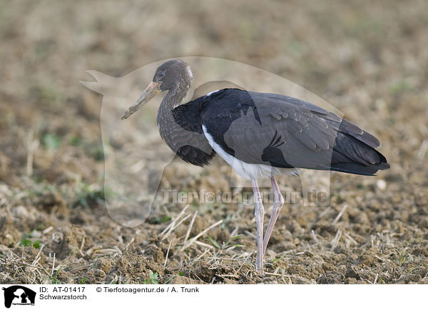 Schwarzstorch / black stork / AT-01417