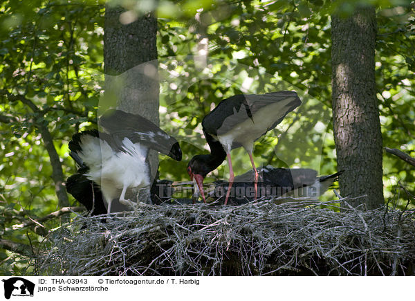 junge Schwarzstrche / young black storks / THA-03943
