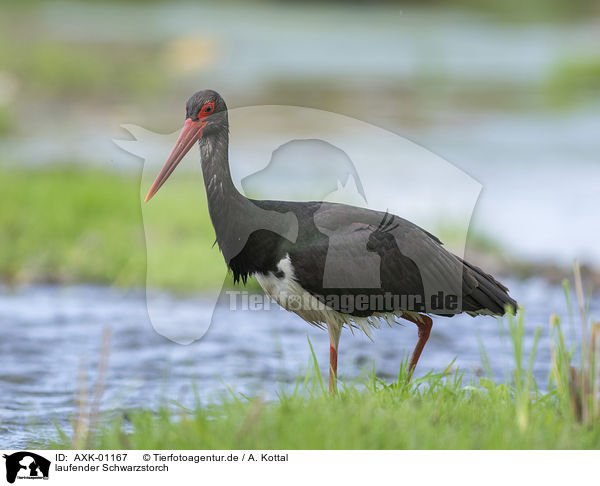 laufender Schwarzstorch / walking Black Stork / AXK-01167