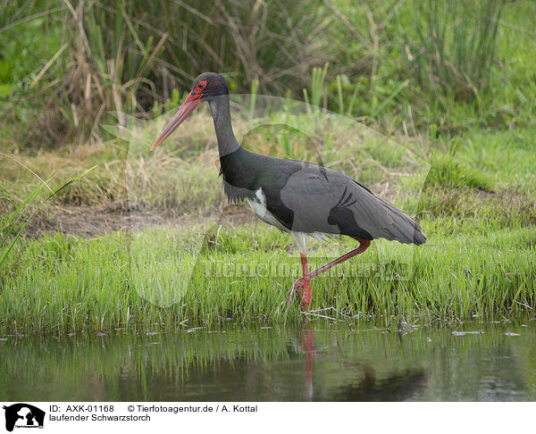 laufender Schwarzstorch / walking Black Stork / AXK-01168