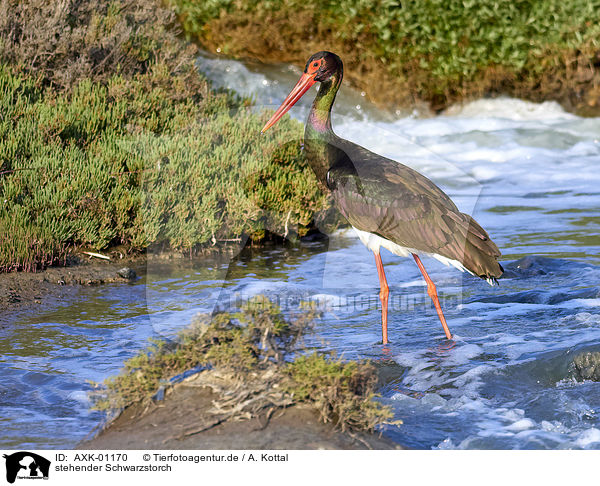 stehender Schwarzstorch / standing Black Stork / AXK-01170