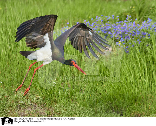 fliegender Schwarzstorch / flying Black Stork / AXK-01181