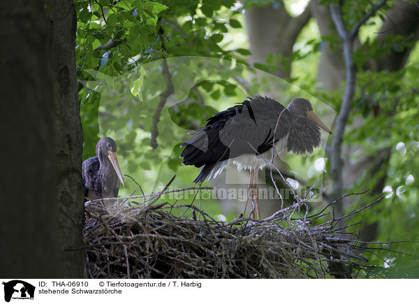 stehende Schwarzstrche / standing Black Storks / THA-06910