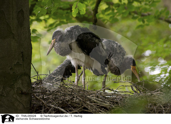 stehende Schwarzstrche / standing Black Storks / THA-06928