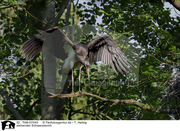 stehender Schwarzstorch / standing Black Stork / THA-07040