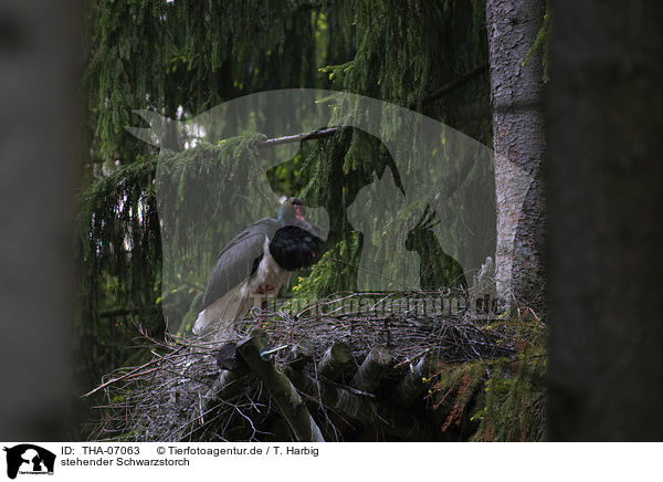 stehender Schwarzstorch / standing Black Stork / THA-07063