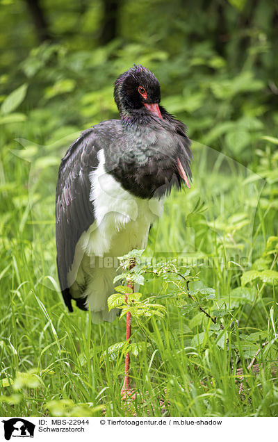 Schwarzstorch / black stork / MBS-22944