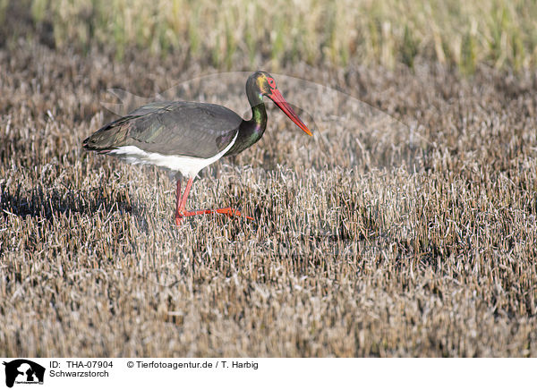 Schwarzstorch / black stork / THA-07904