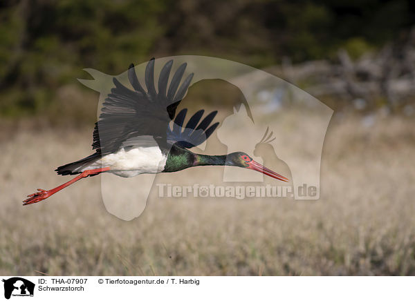 Schwarzstorch / black stork / THA-07907