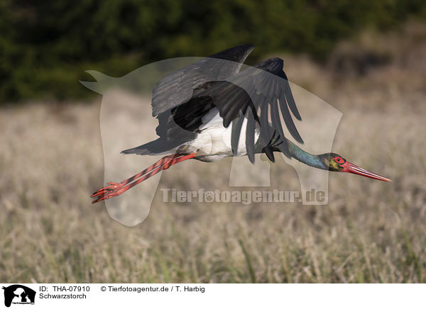 Schwarzstorch / black stork / THA-07910