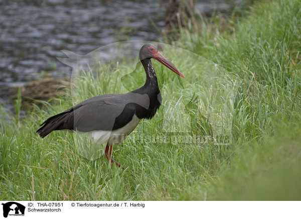 Schwarzstorch / black stork / THA-07951