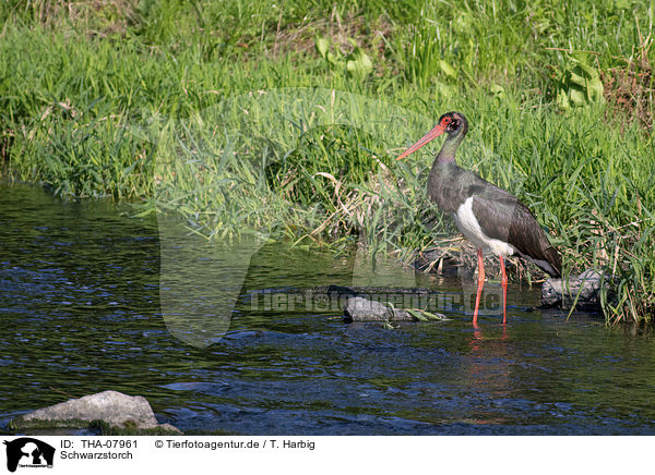 Schwarzstorch / black stork / THA-07961