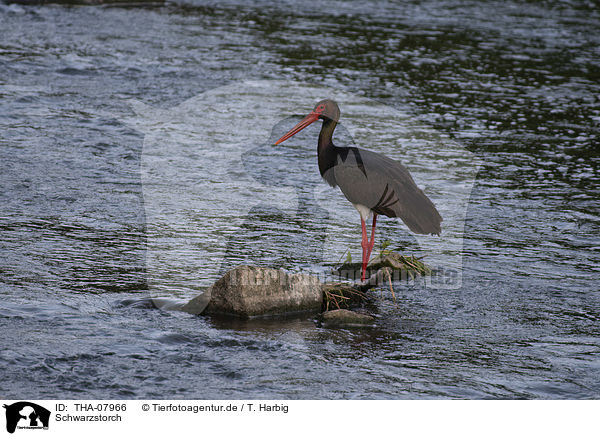 Schwarzstorch / black stork / THA-07966