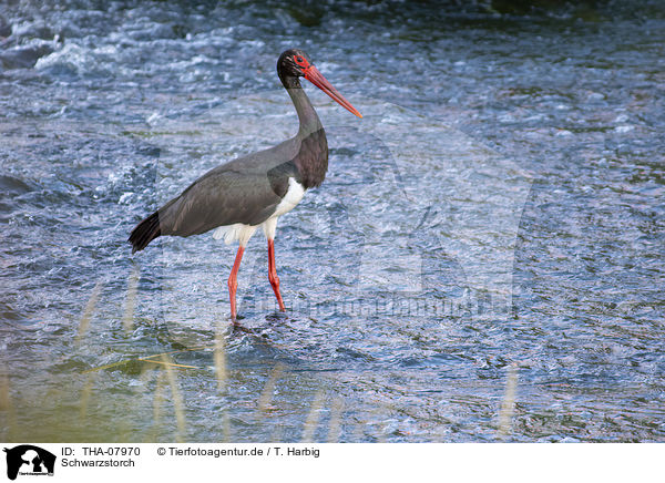 Schwarzstorch / black stork / THA-07970