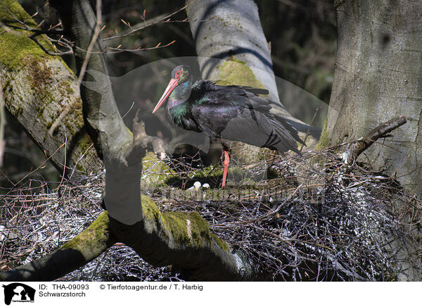 Schwarzstorch / black stork / THA-09093