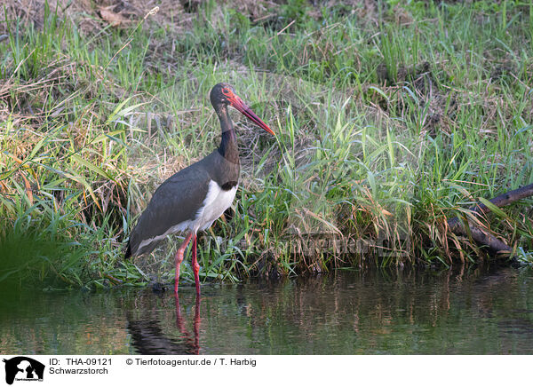 Schwarzstorch / black stork / THA-09121