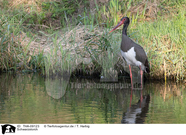 Schwarzstorch / black stork / THA-09123