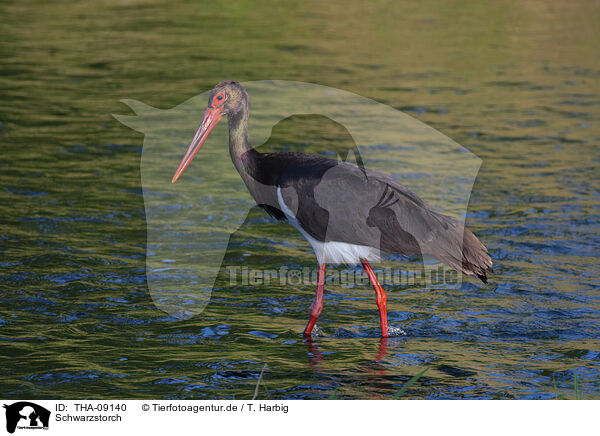 Schwarzstorch / black stork / THA-09140