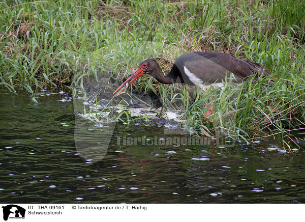 Schwarzstorch / black stork / THA-09161