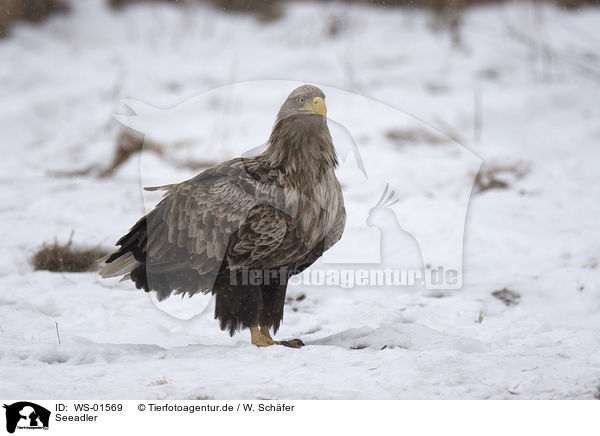 Seeadler / eagle / WS-01569