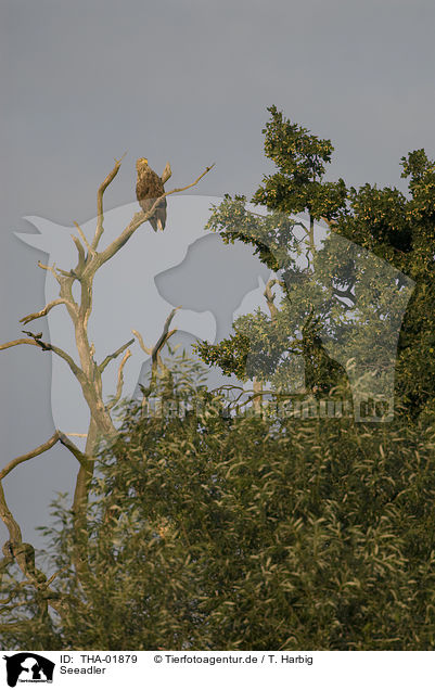 Seeadler / white-tailed eagle / THA-01879