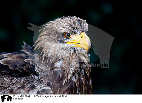 Seeadler / white-tailed sea eagle / MAZ-02207