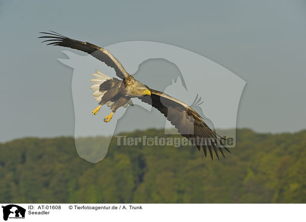 Seeadler / white-tailed sea eagle / AT-01608