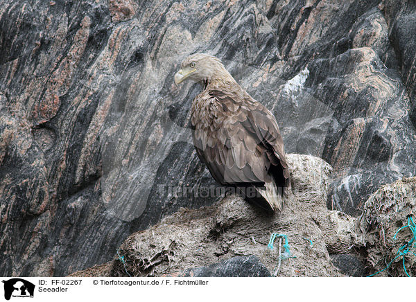 Seeadler / white-tailed sea eagle / FF-02267