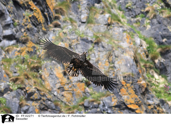 Seeadler / white-tailed sea eagle / FF-02271