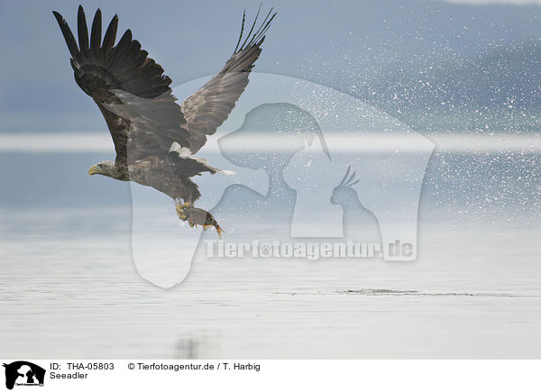 Seeadler / white-tailed sea eagle / THA-05803