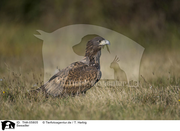 Seeadler / white-tailed sea eagle / THA-05805