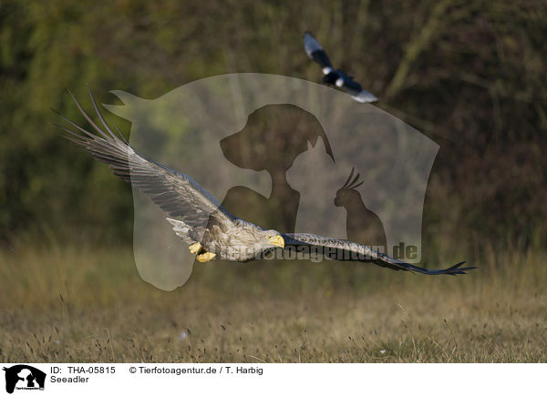 Seeadler / white-tailed sea eagle / THA-05815