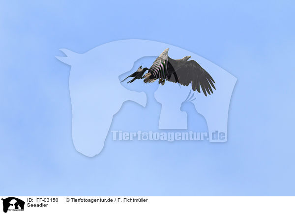 Seeadler / white-tailed sea eagle / FF-03150