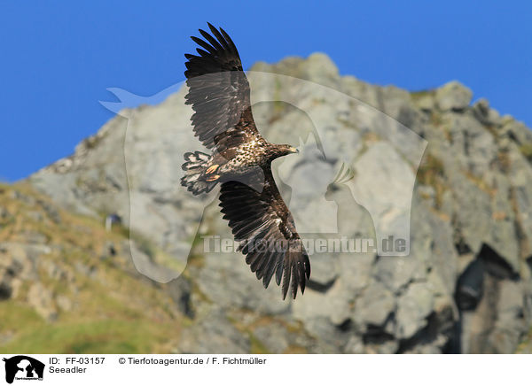 Seeadler / white-tailed sea eagle / FF-03157