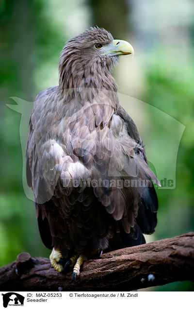 Seeadler / white-tailed sea eagle / MAZ-05253