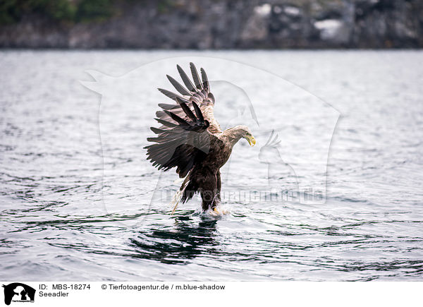 Seeadler / MBS-18274